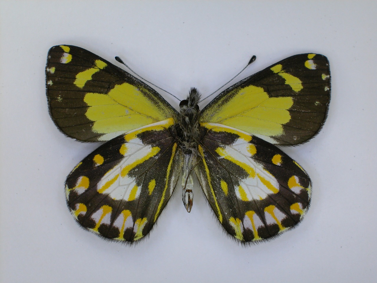 https://www.hitohaku.jp/material/l-material/butterfly-wing/2-pieridae/B1-270147_B.jpg