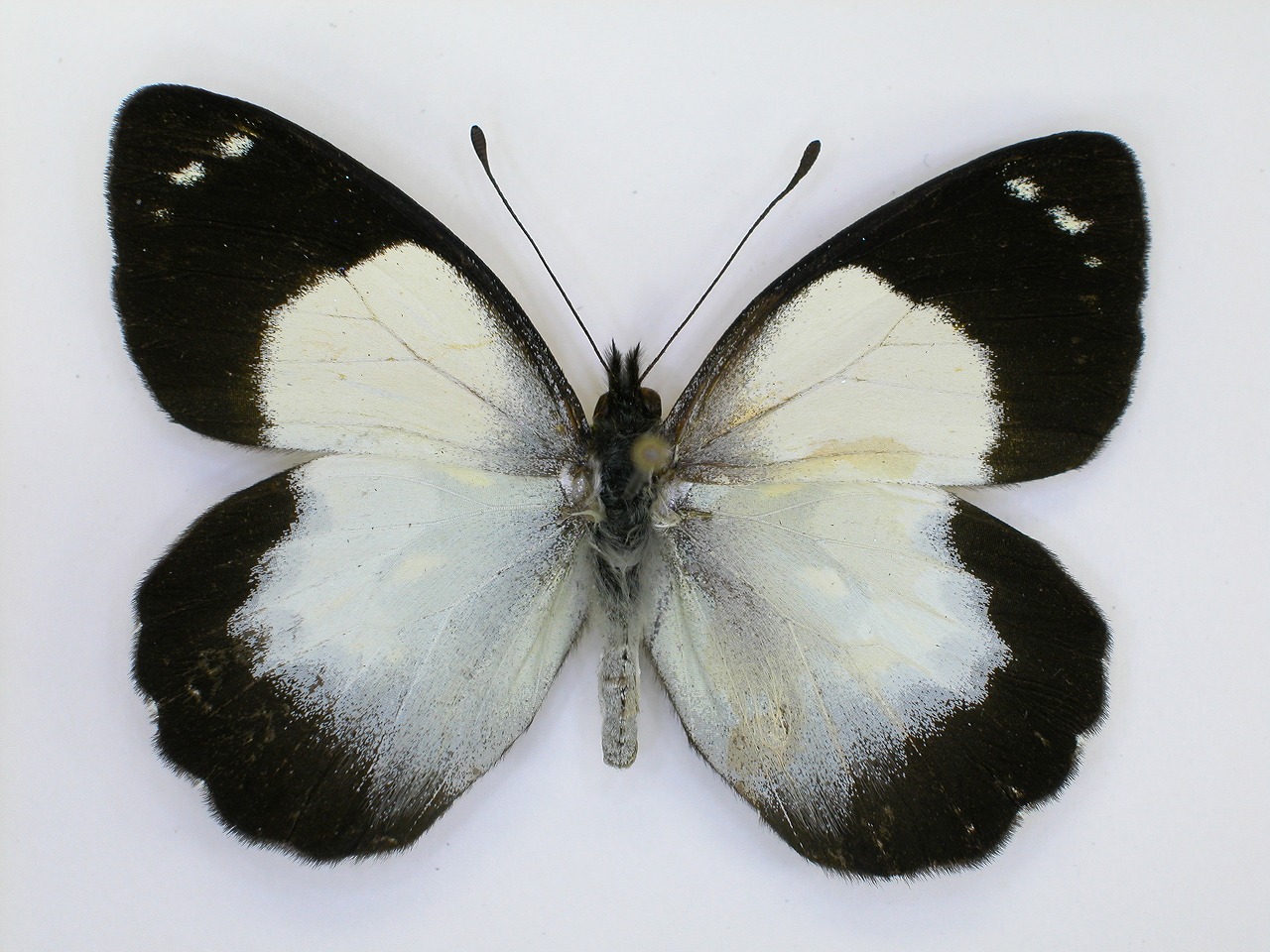 https://www.hitohaku.jp/material/l-material/butterfly-wing/2-pieridae/B1-270153_A.jpg