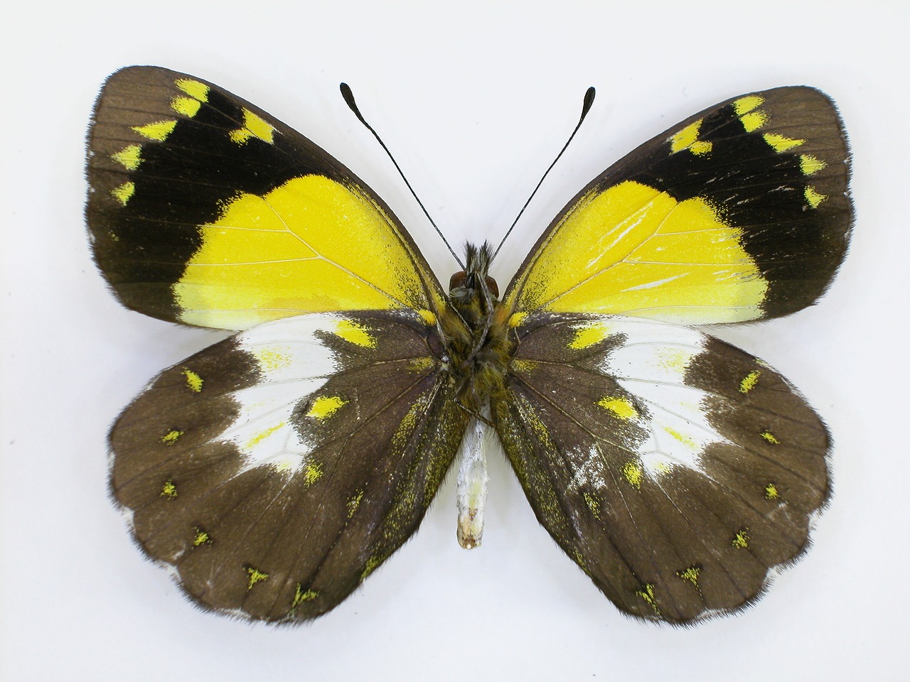 https://www.hitohaku.jp/material/l-material/butterfly-wing/2-pieridae/B1-270153_B.jpg