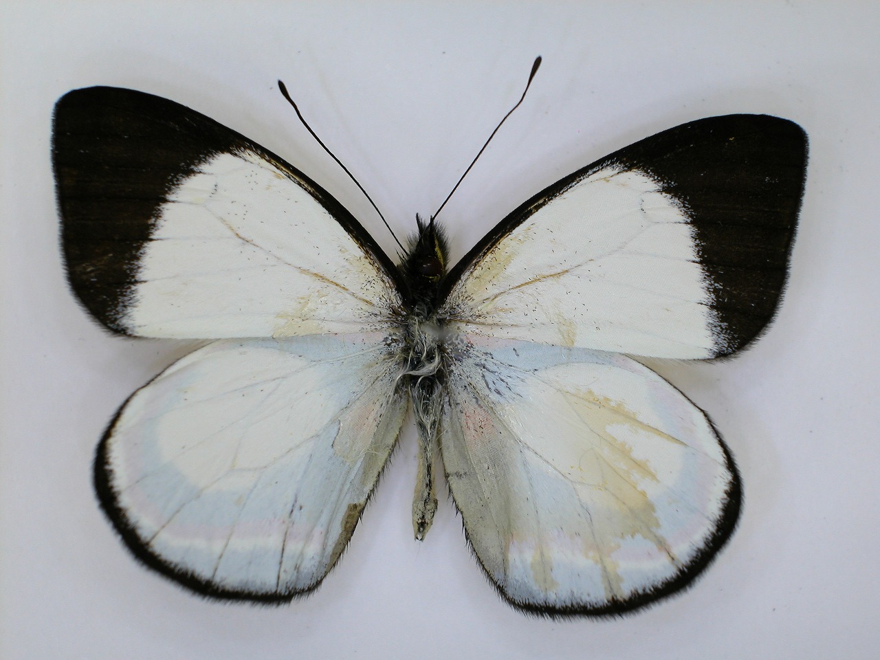 https://www.hitohaku.jp/material/l-material/butterfly-wing/2-pieridae/B1-270158_A.jpg