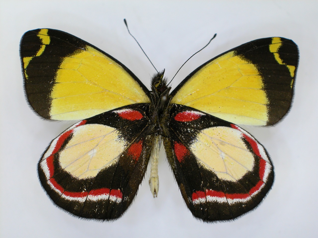 https://www.hitohaku.jp/material/l-material/butterfly-wing/2-pieridae/B1-270158_B.jpg