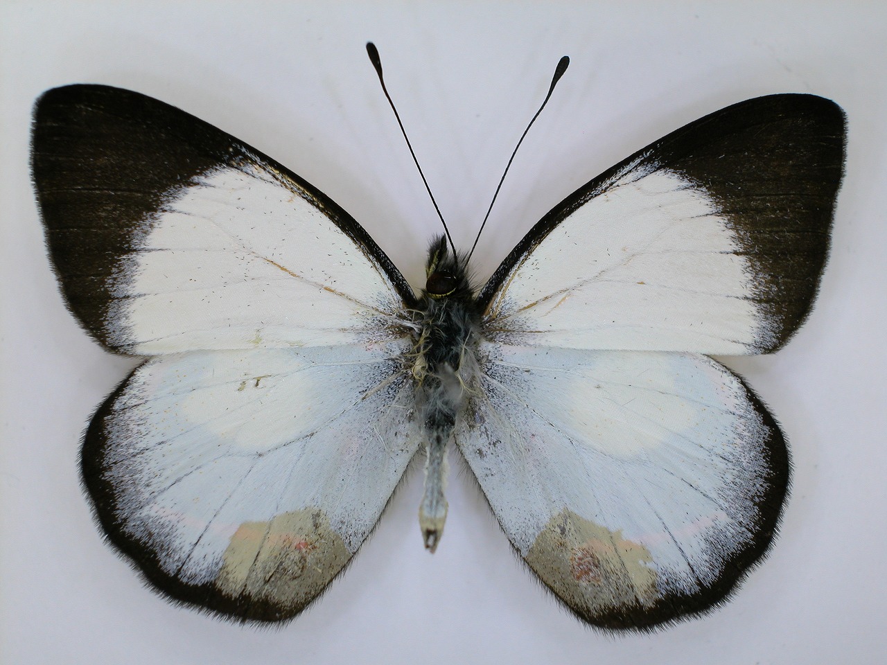 https://www.hitohaku.jp/material/l-material/butterfly-wing/2-pieridae/B1-270167_A.jpg