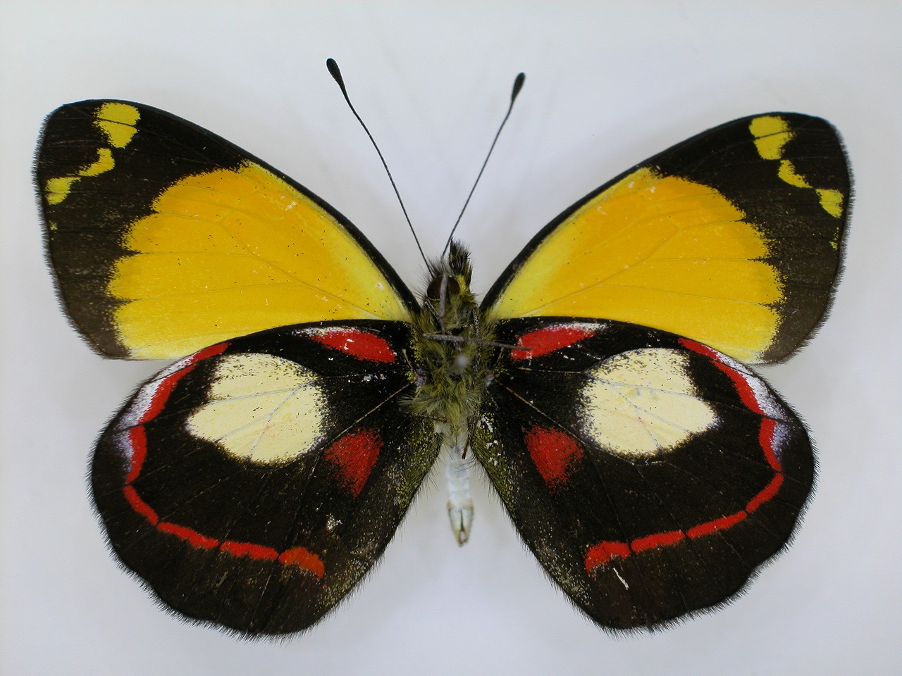 https://www.hitohaku.jp/material/l-material/butterfly-wing/2-pieridae/B1-270167_B.jpg