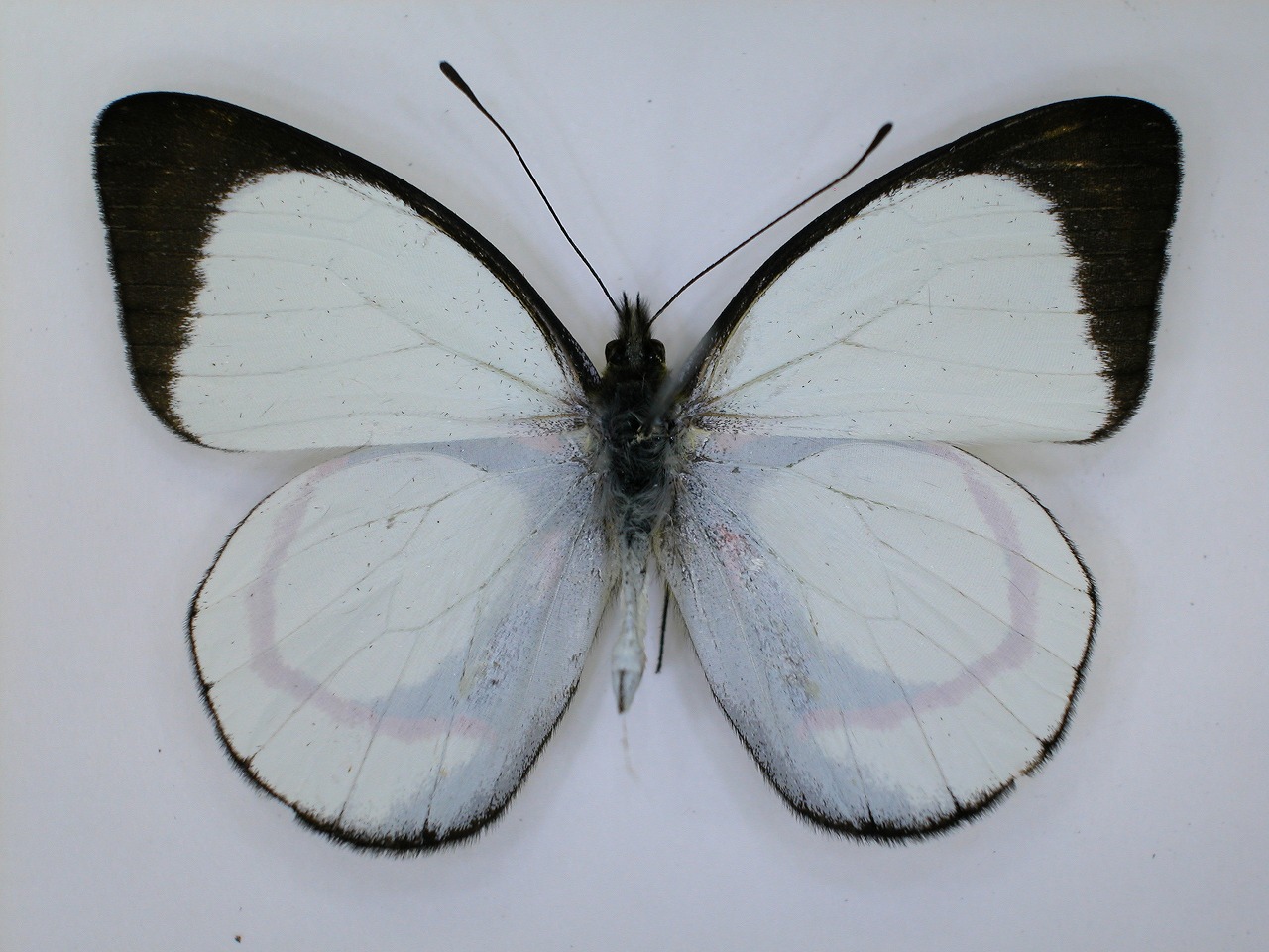 https://www.hitohaku.jp/material/l-material/butterfly-wing/2-pieridae/B1-270182_A.jpg