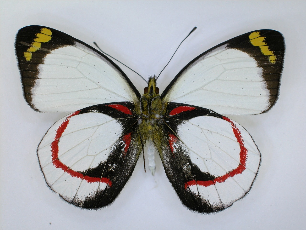 https://www.hitohaku.jp/material/l-material/butterfly-wing/2-pieridae/B1-270182_B.jpg