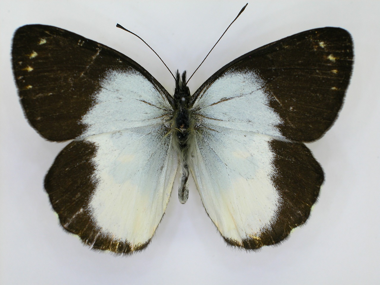 https://www.hitohaku.jp/material/l-material/butterfly-wing/2-pieridae/B1-270238_A.jpg