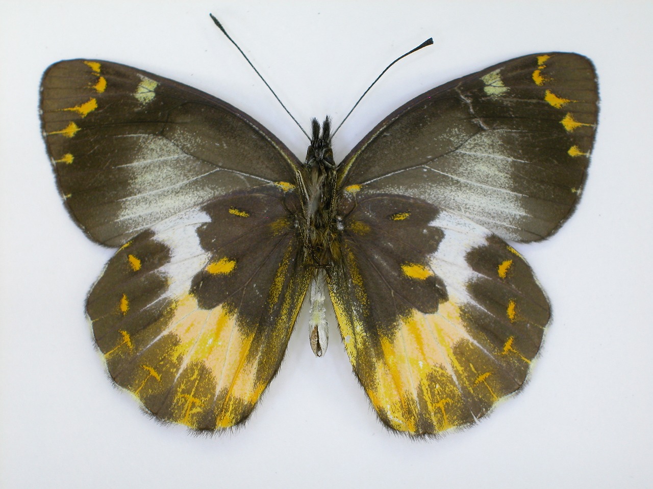 https://www.hitohaku.jp/material/l-material/butterfly-wing/2-pieridae/B1-270238_B.jpg