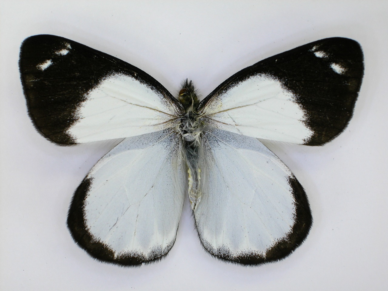 https://www.hitohaku.jp/material/l-material/butterfly-wing/2-pieridae/B1-270245_A.jpg