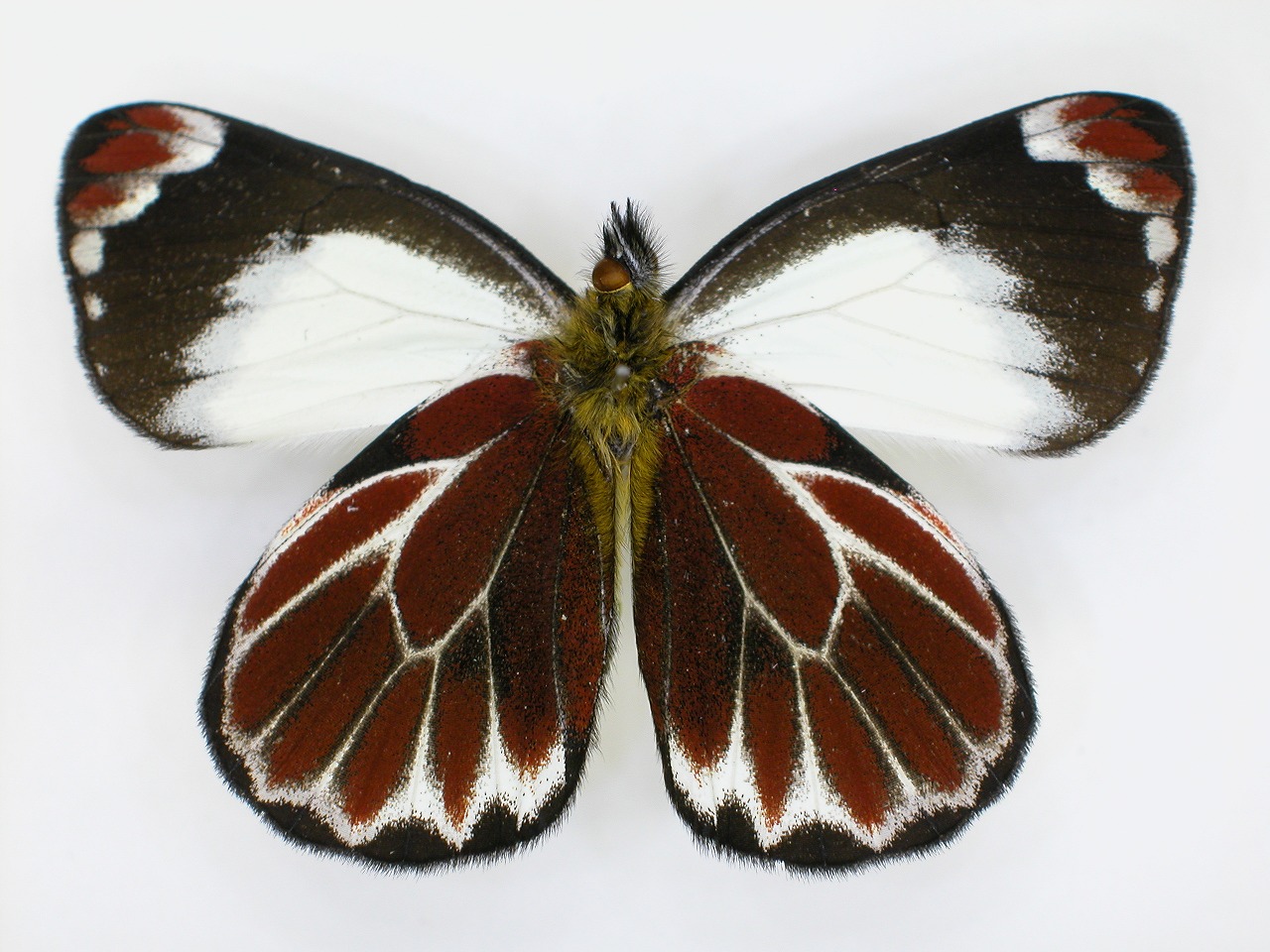 https://www.hitohaku.jp/material/l-material/butterfly-wing/2-pieridae/B1-270245_B.jpg