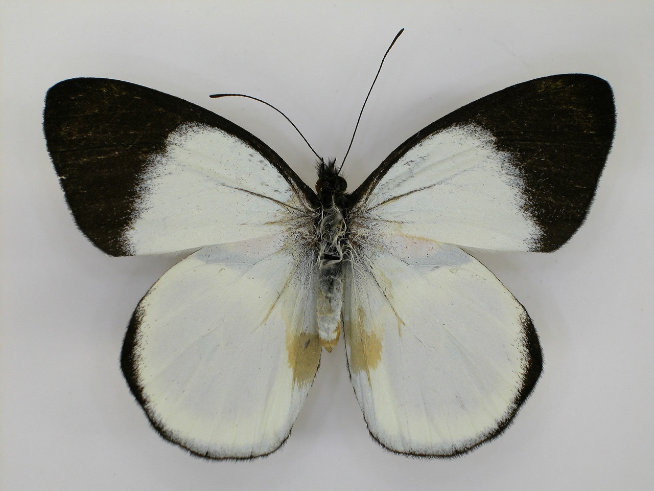 https://www.hitohaku.jp/material/l-material/butterfly-wing/2-pieridae/B1-270247_A.jpg