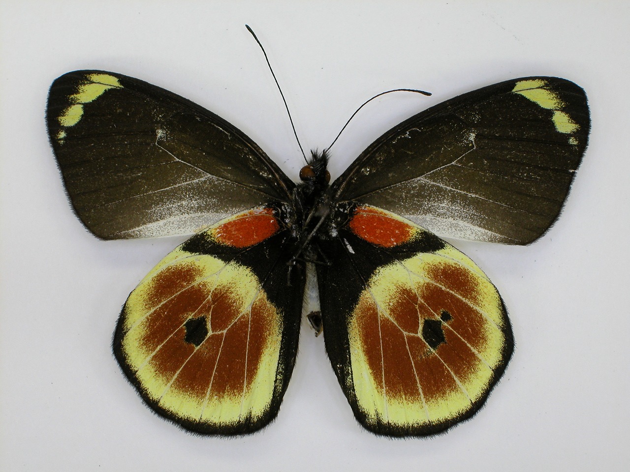 https://www.hitohaku.jp/material/l-material/butterfly-wing/2-pieridae/B1-270247_B.jpg