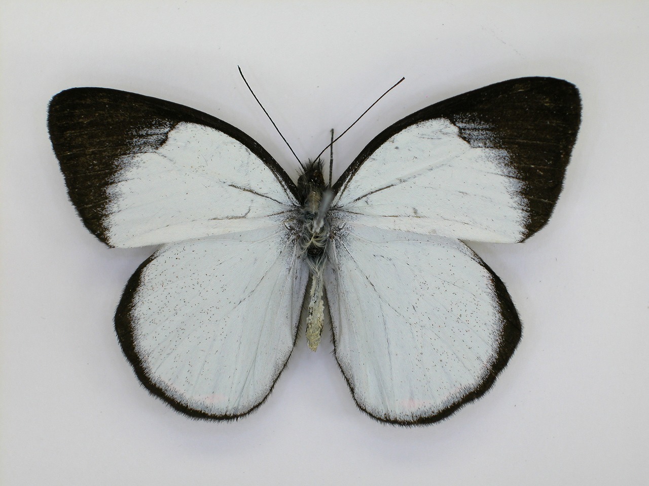 https://www.hitohaku.jp/material/l-material/butterfly-wing/2-pieridae/B1-270253_A.jpg