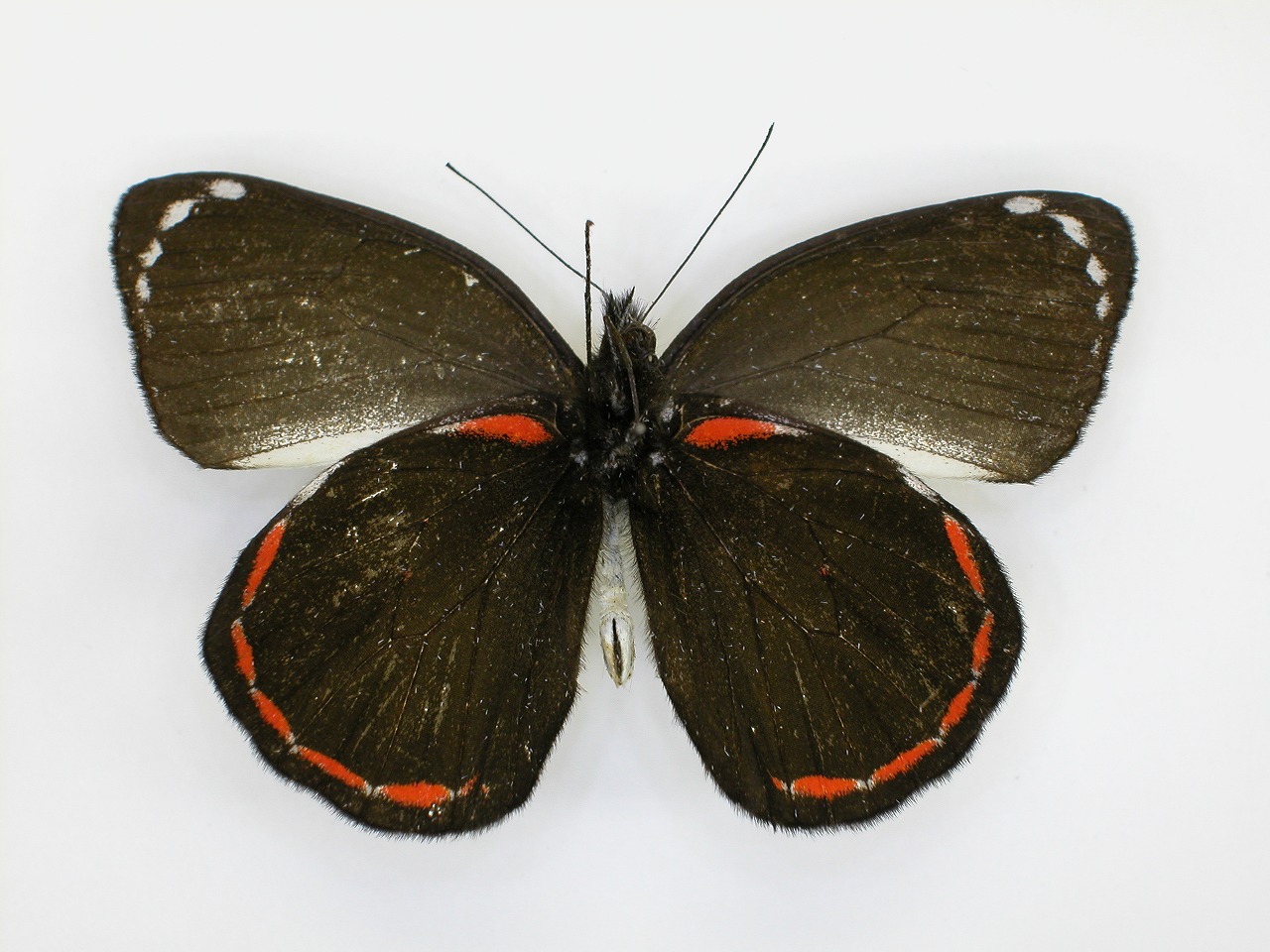 https://www.hitohaku.jp/material/l-material/butterfly-wing/2-pieridae/B1-270253_B.jpg