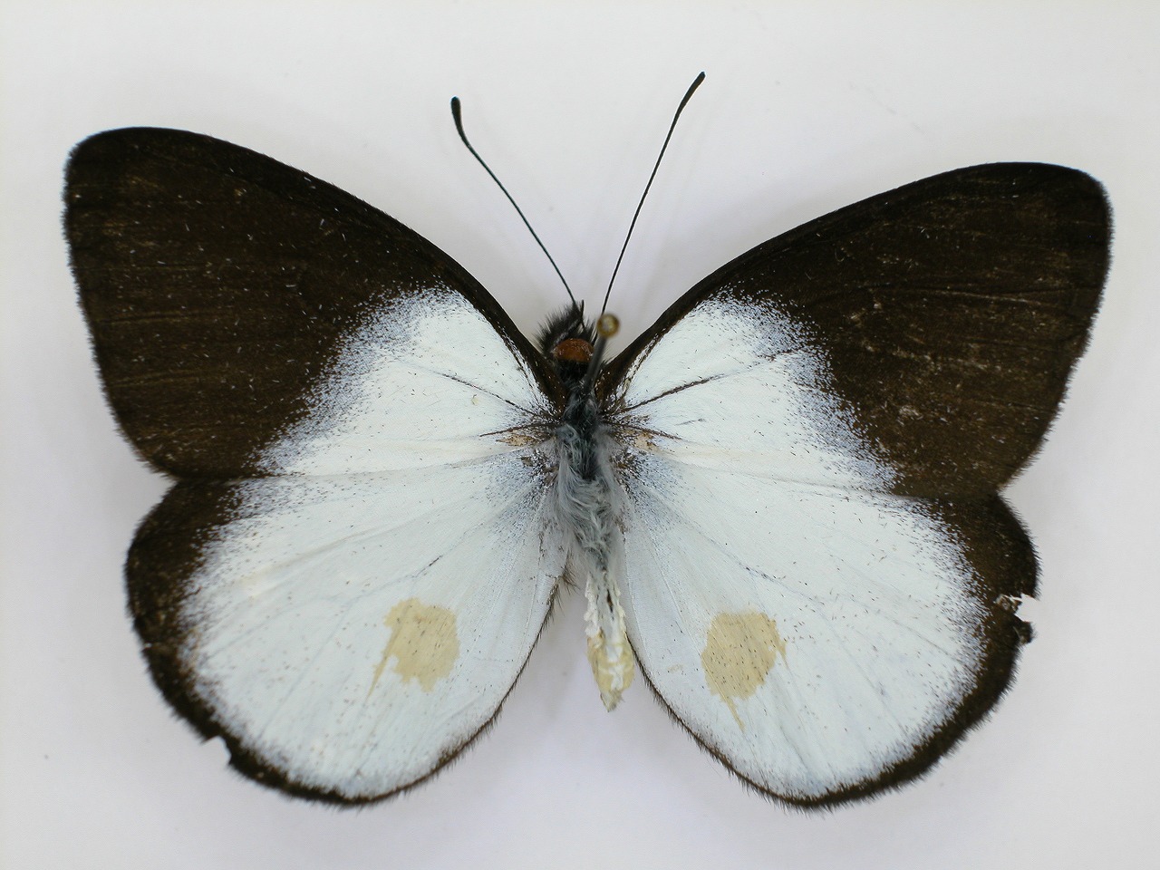 https://www.hitohaku.jp/material/l-material/butterfly-wing/2-pieridae/B1-270265_A.jpg