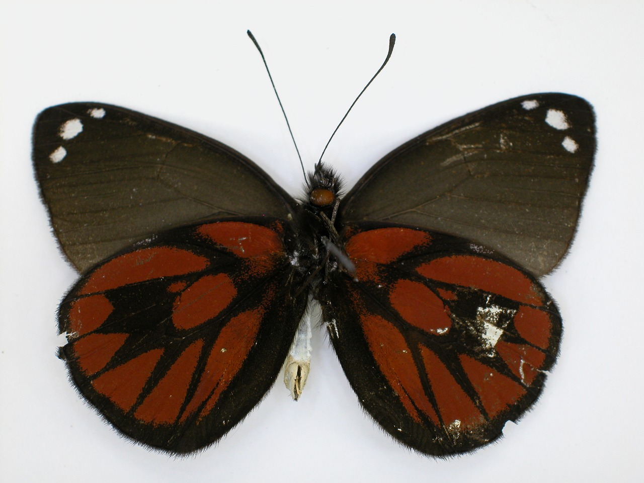https://www.hitohaku.jp/material/l-material/butterfly-wing/2-pieridae/B1-270265_B.jpg