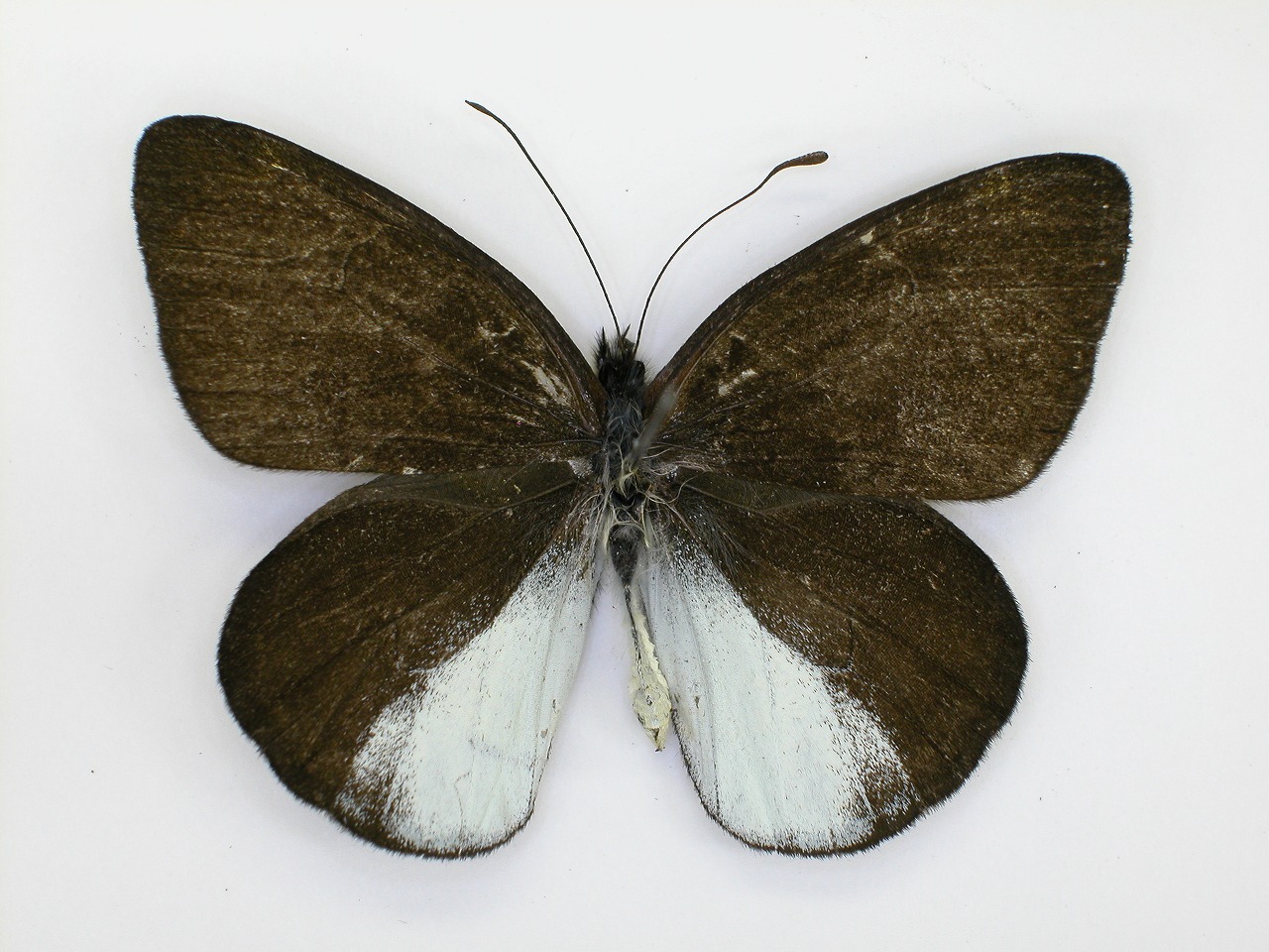 https://www.hitohaku.jp/material/l-material/butterfly-wing/2-pieridae/B1-270269_A.jpg