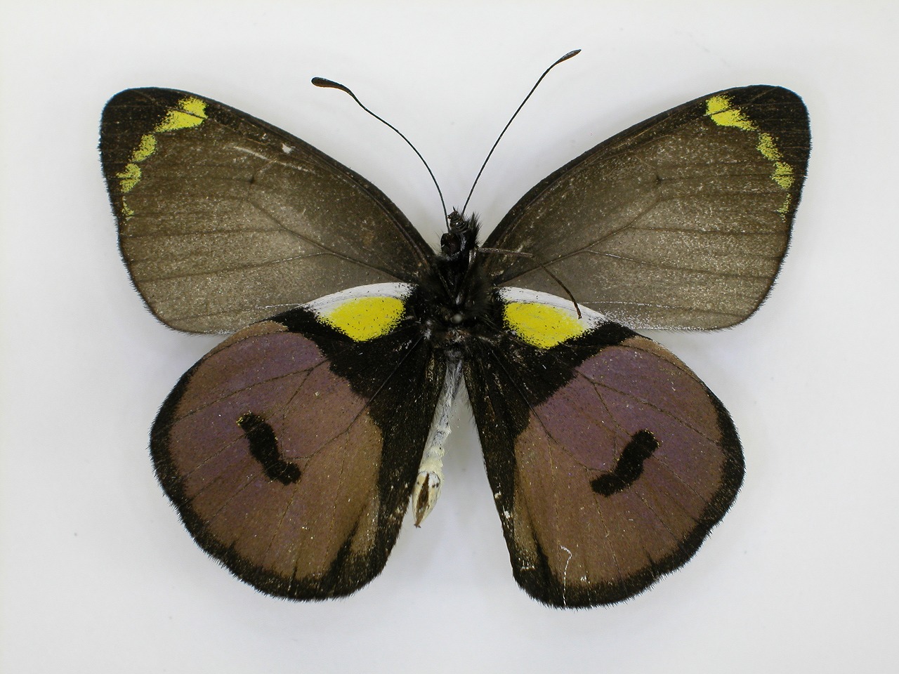 https://www.hitohaku.jp/material/l-material/butterfly-wing/2-pieridae/B1-270269_B.jpg