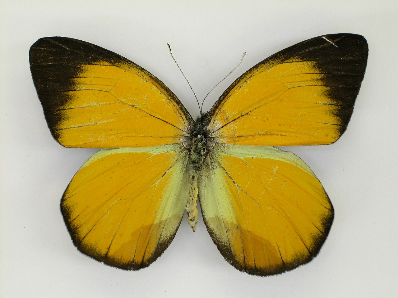 https://www.hitohaku.jp/material/l-material/butterfly-wing/2-pieridae/B1-270277_A.jpg