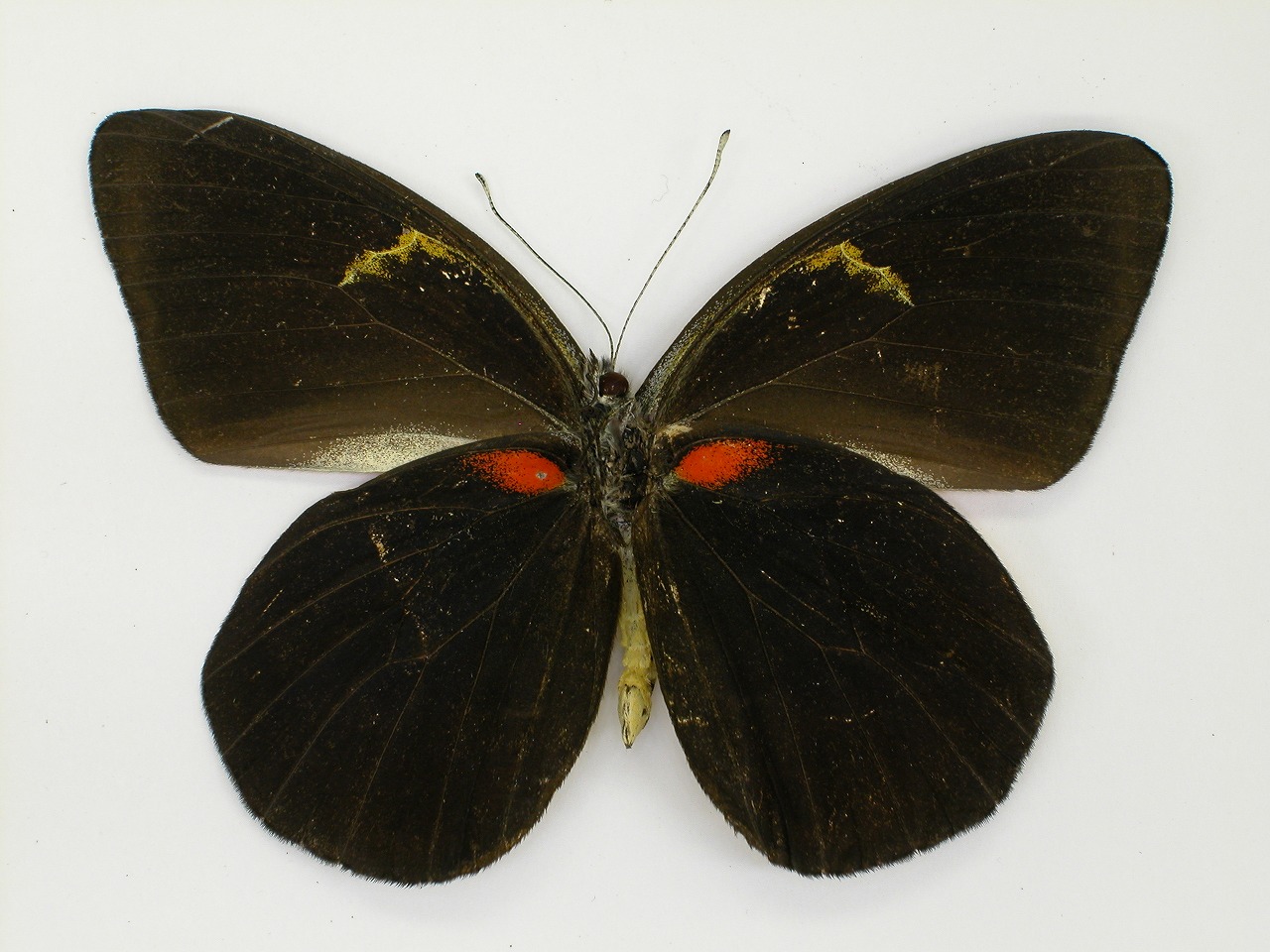 https://www.hitohaku.jp/material/l-material/butterfly-wing/2-pieridae/B1-270277_B.jpg