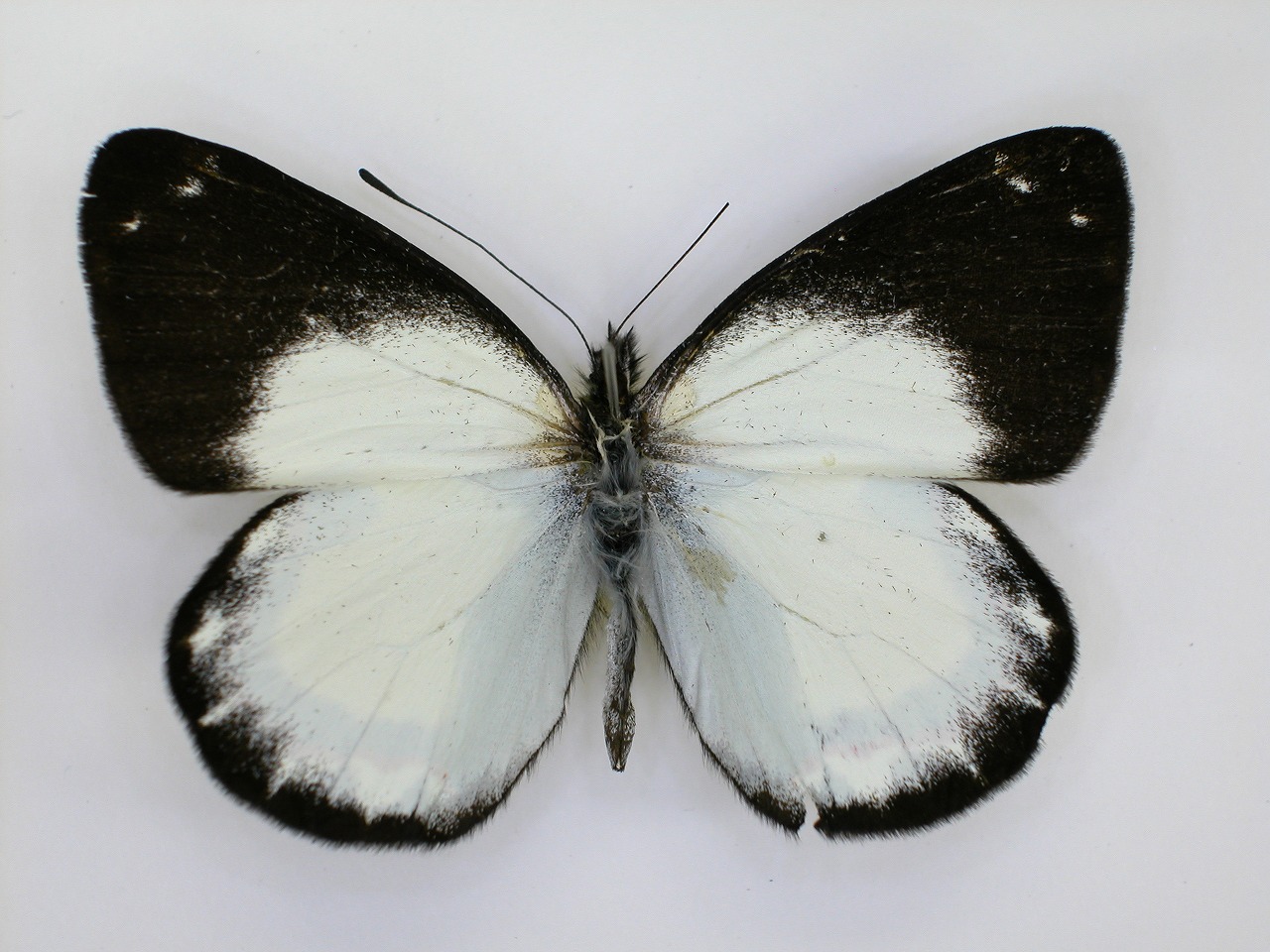 https://www.hitohaku.jp/material/l-material/butterfly-wing/2-pieridae/B1-270286_A.jpg