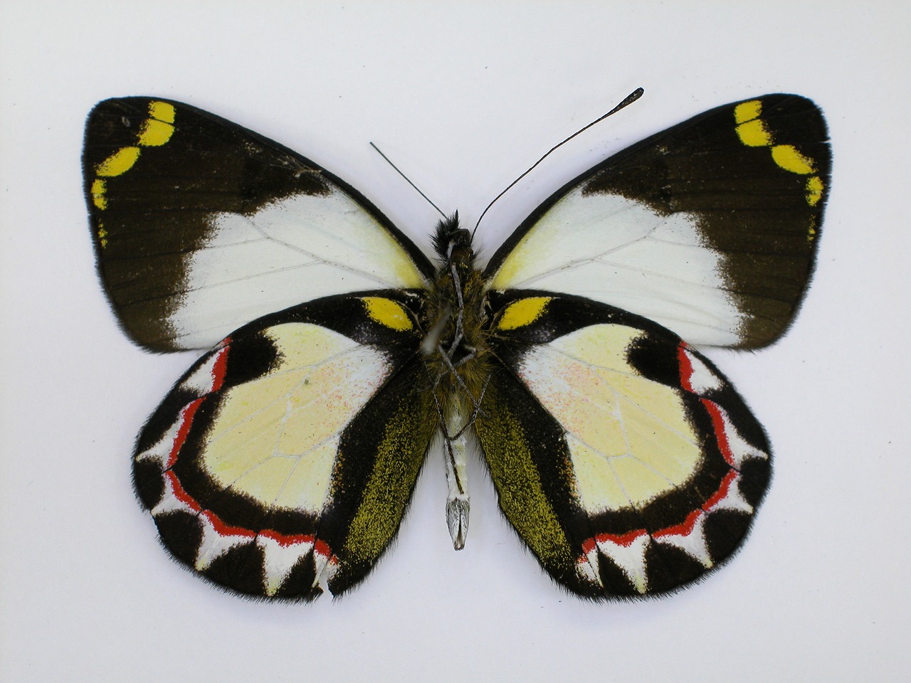 https://www.hitohaku.jp/material/l-material/butterfly-wing/2-pieridae/B1-270286_B.jpg