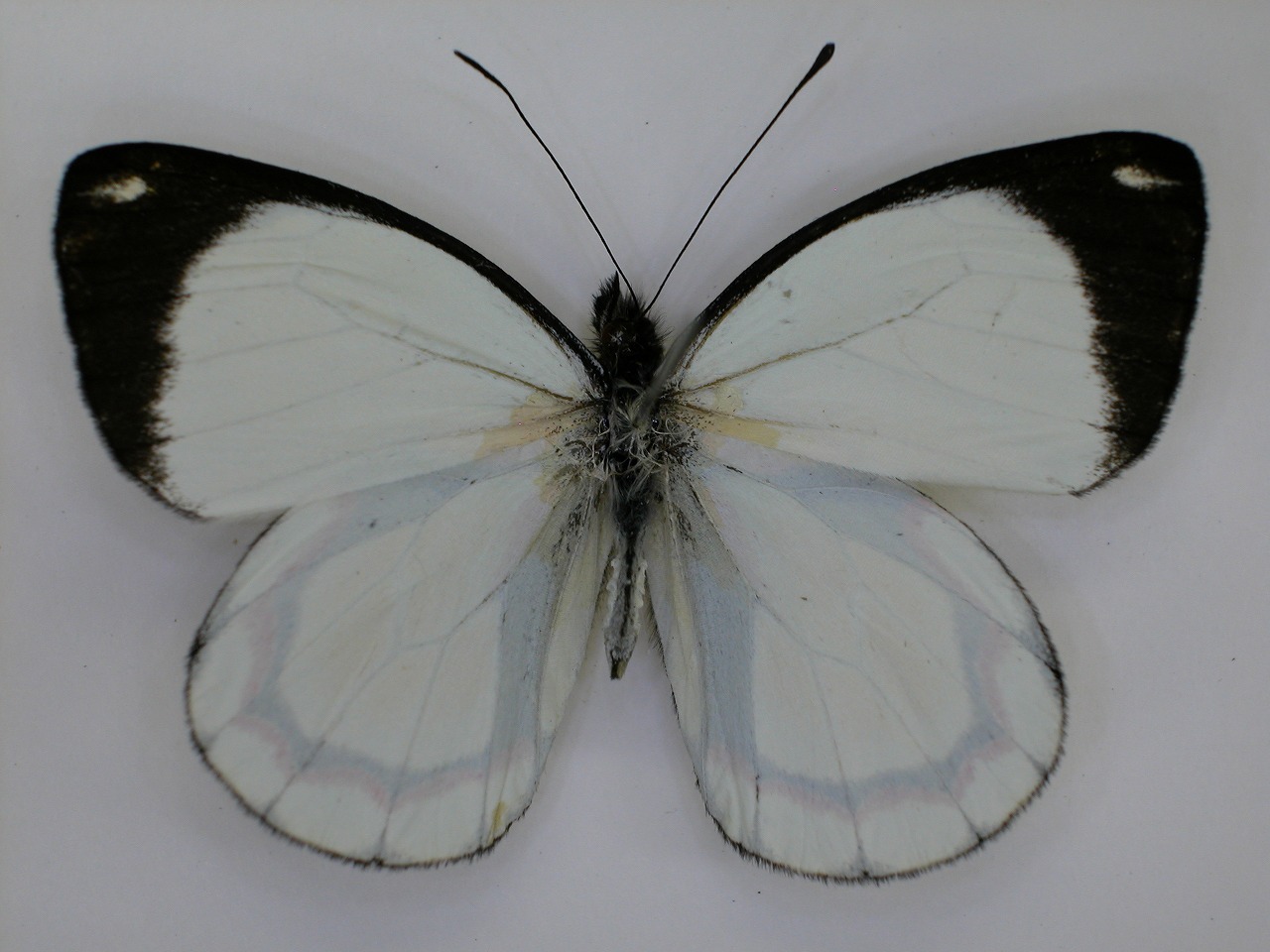 https://www.hitohaku.jp/material/l-material/butterfly-wing/2-pieridae/B1-270292_A.jpg