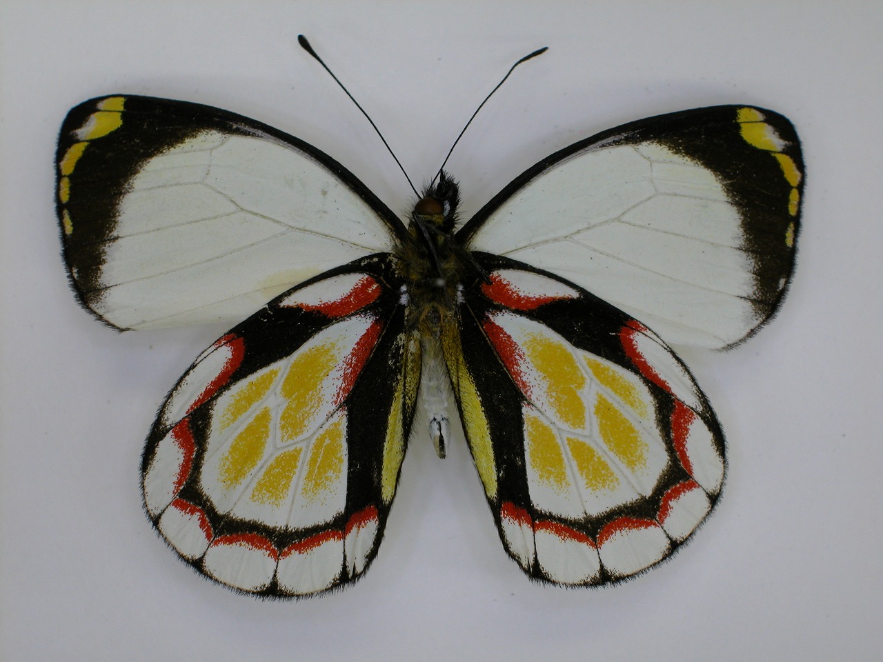 https://www.hitohaku.jp/material/l-material/butterfly-wing/2-pieridae/B1-270292_B.jpg