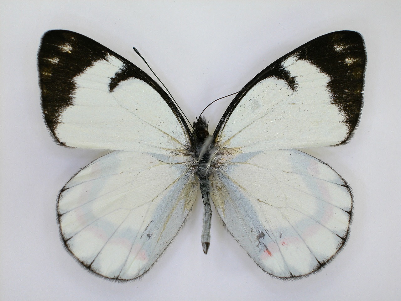 https://www.hitohaku.jp/material/l-material/butterfly-wing/2-pieridae/B1-270303_A.jpg