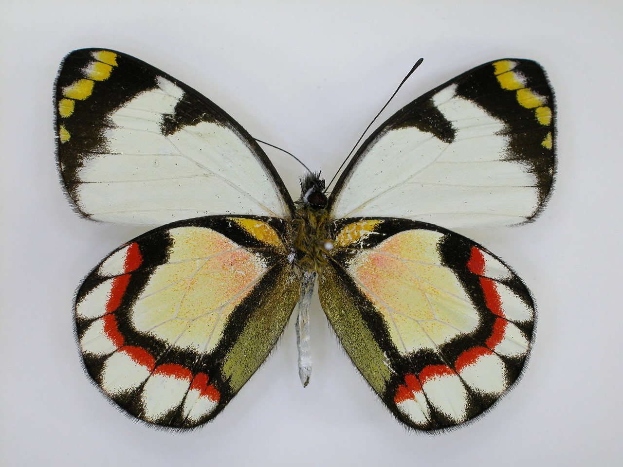 https://www.hitohaku.jp/material/l-material/butterfly-wing/2-pieridae/B1-270303_B.jpg