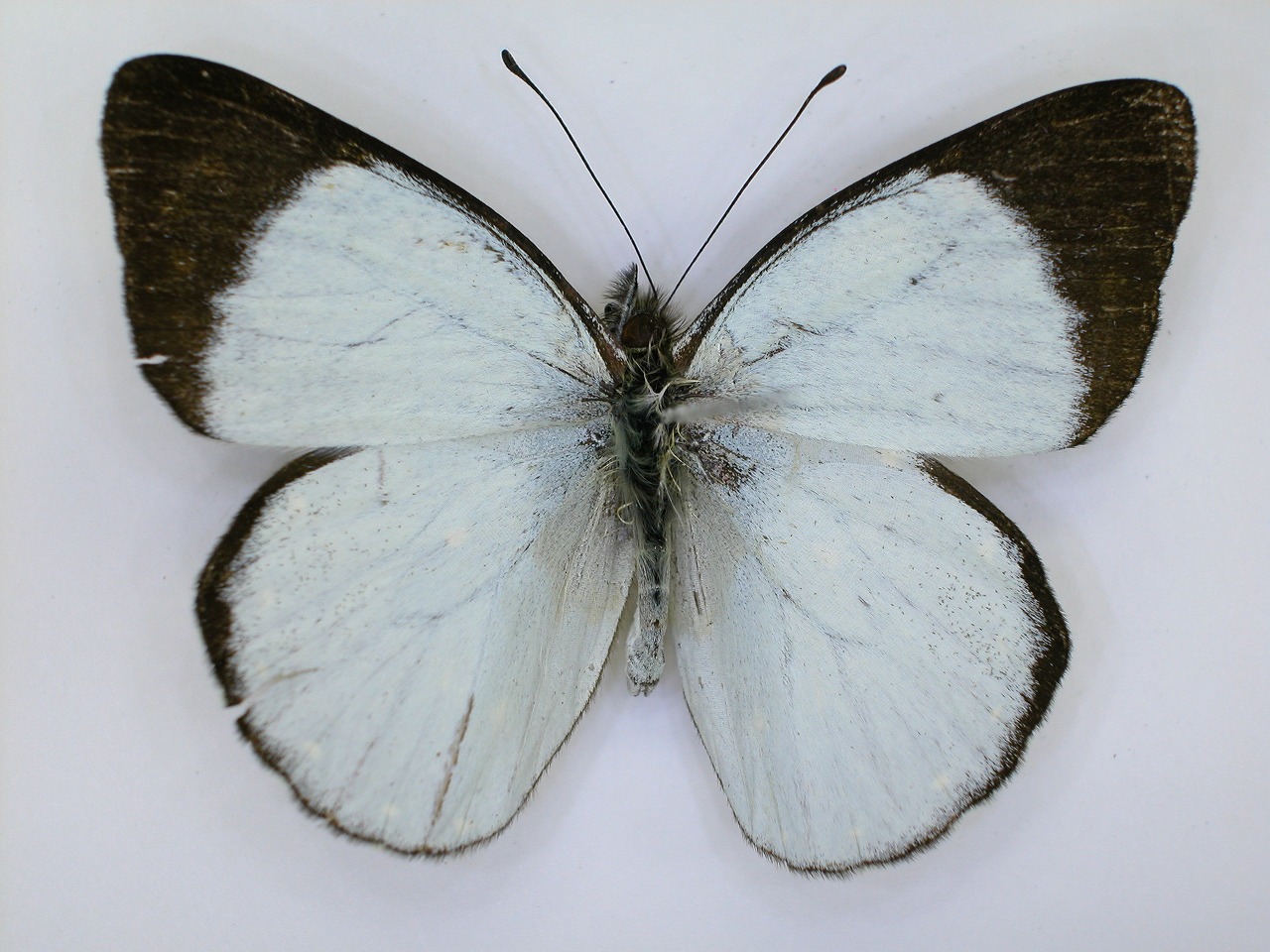 https://www.hitohaku.jp/material/l-material/butterfly-wing/2-pieridae/B1-270325_A.jpg
