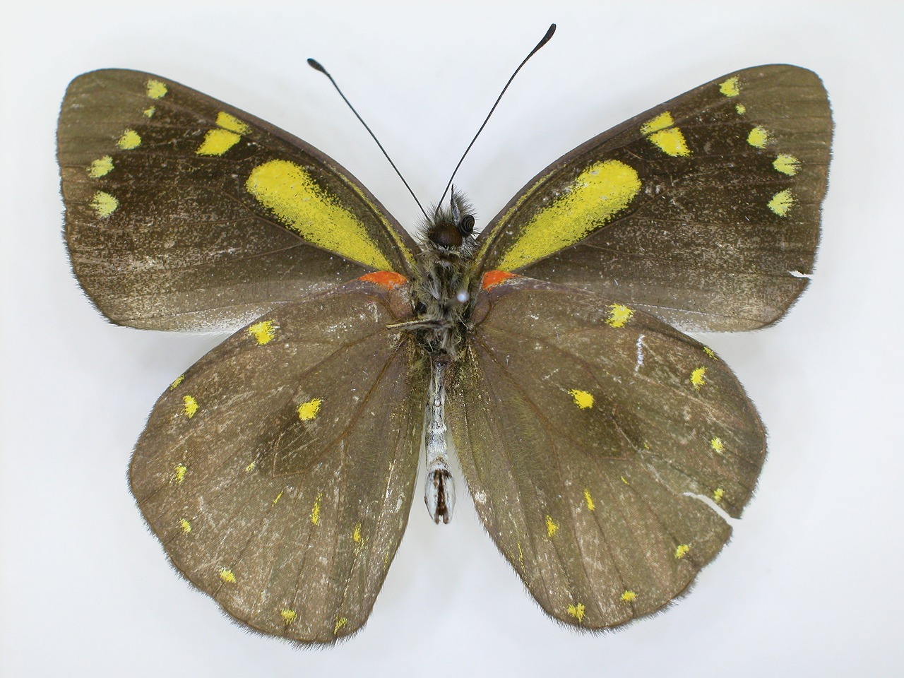 https://www.hitohaku.jp/material/l-material/butterfly-wing/2-pieridae/B1-270325_B.jpg