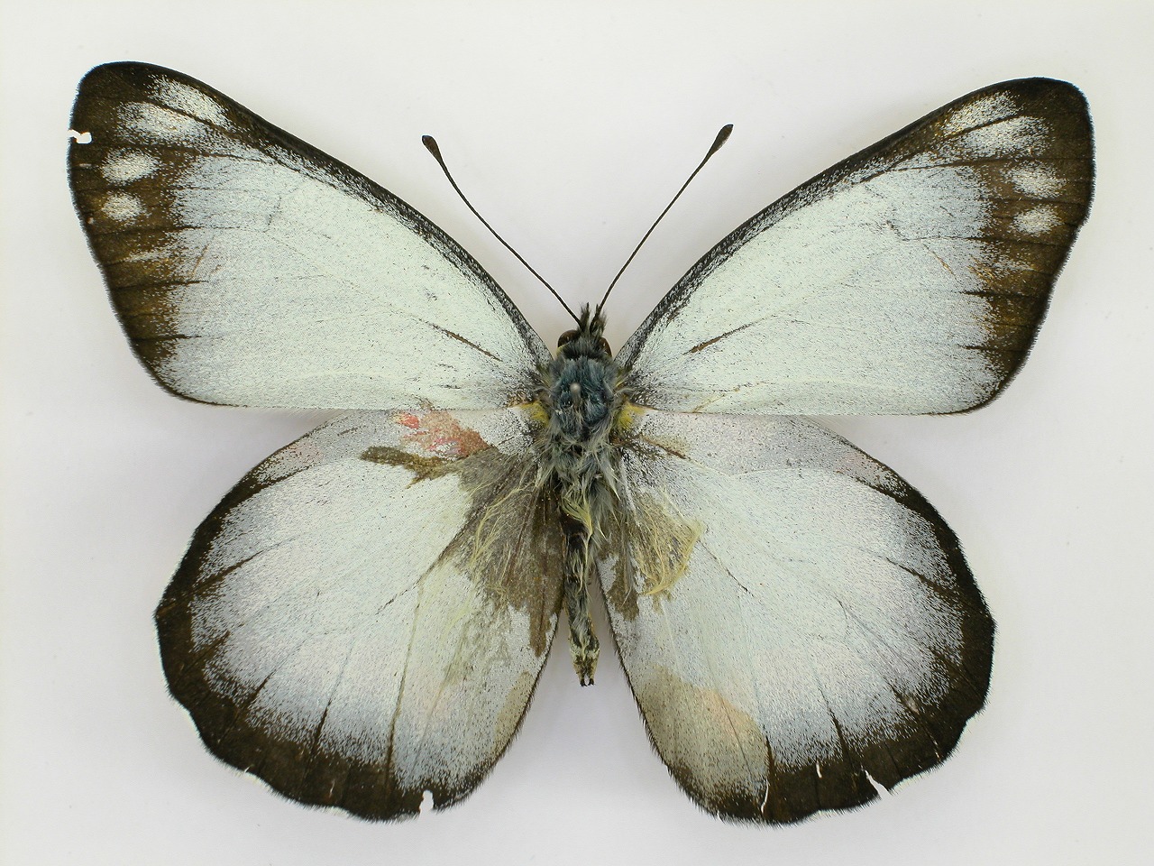 https://www.hitohaku.jp/material/l-material/butterfly-wing/2-pieridae/B1-270332_A.jpg