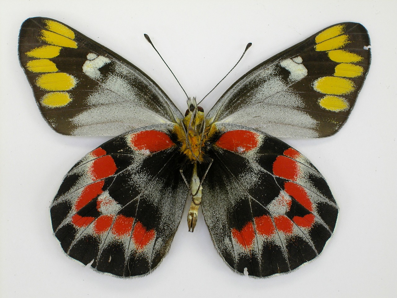 https://www.hitohaku.jp/material/l-material/butterfly-wing/2-pieridae/B1-270332_B.jpg