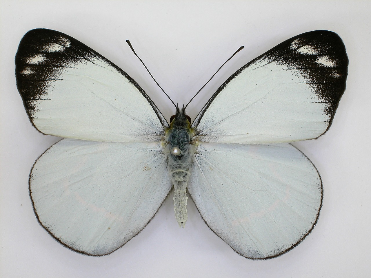 https://www.hitohaku.jp/material/l-material/butterfly-wing/2-pieridae/B1-270337_A.jpg