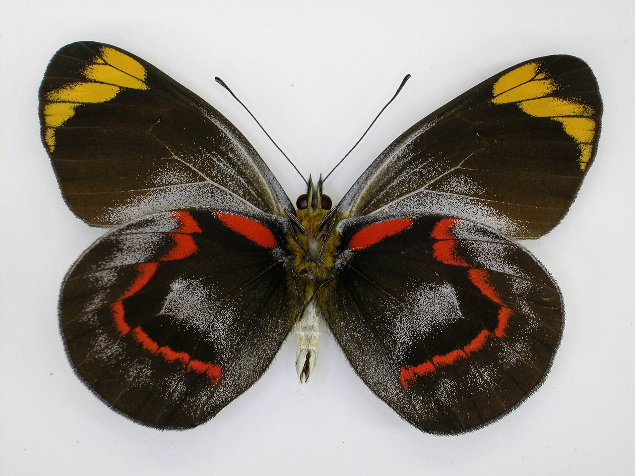 https://www.hitohaku.jp/material/l-material/butterfly-wing/2-pieridae/B1-270337_B.jpg