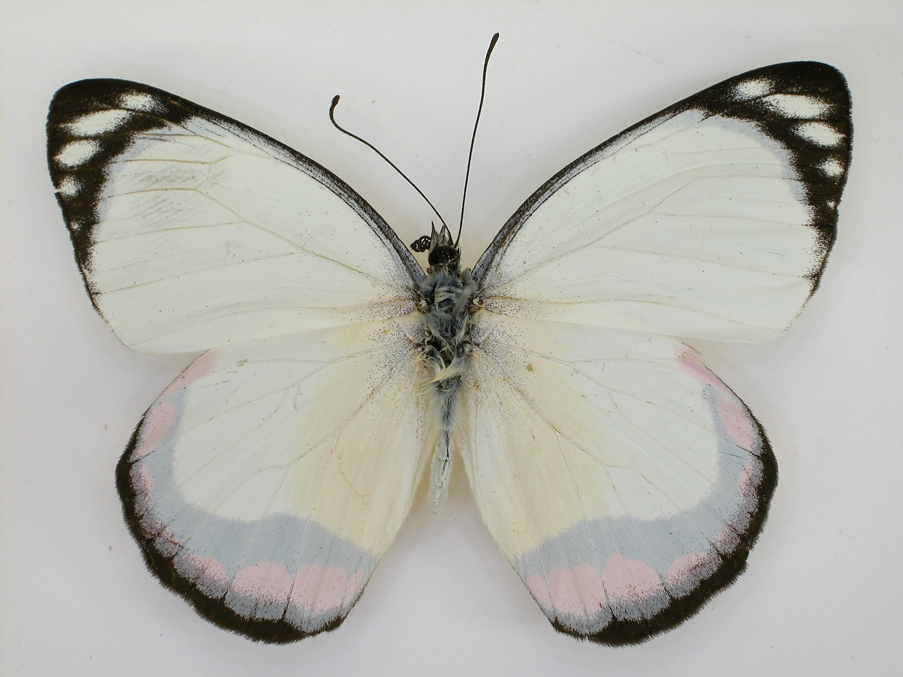https://www.hitohaku.jp/material/l-material/butterfly-wing/2-pieridae/B1-270344_A.jpg