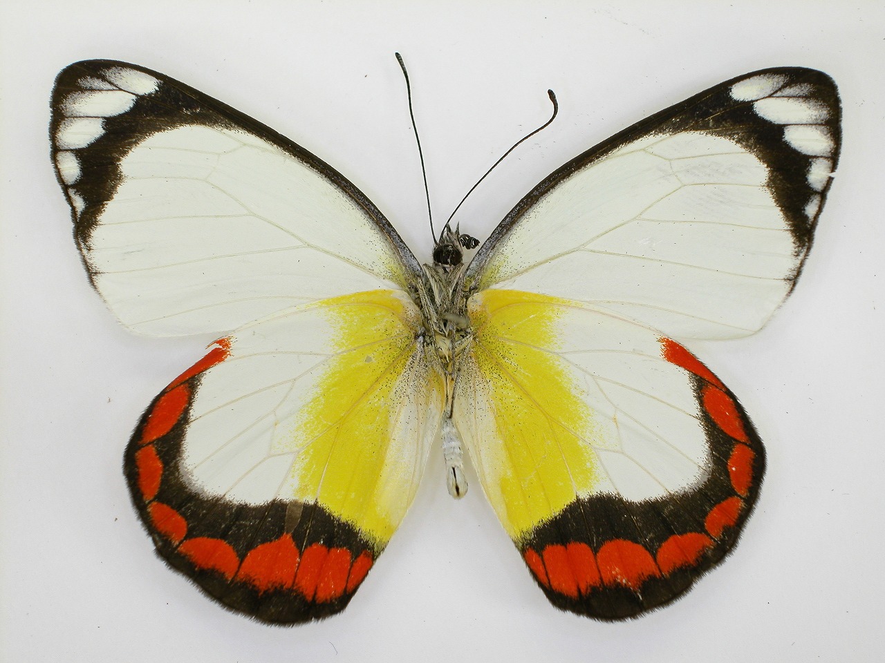 https://www.hitohaku.jp/material/l-material/butterfly-wing/2-pieridae/B1-270344_B.jpg