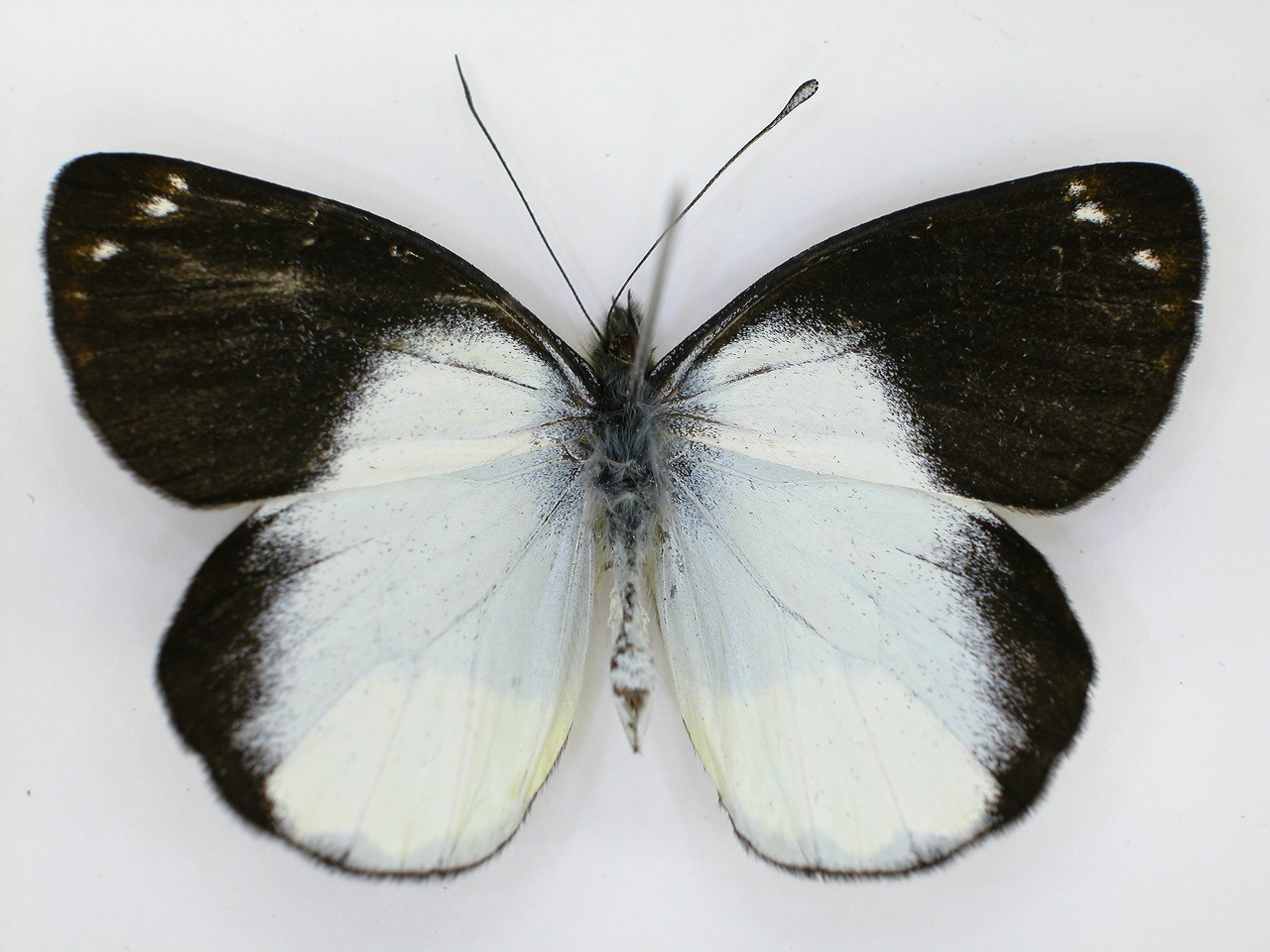 https://www.hitohaku.jp/material/l-material/butterfly-wing/2-pieridae/B1-270374_A.jpg