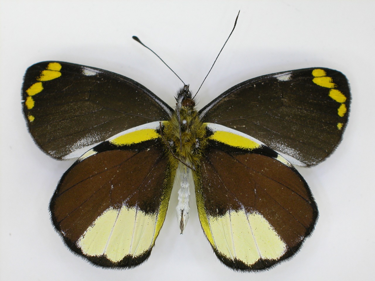 https://www.hitohaku.jp/material/l-material/butterfly-wing/2-pieridae/B1-270374_B.jpg