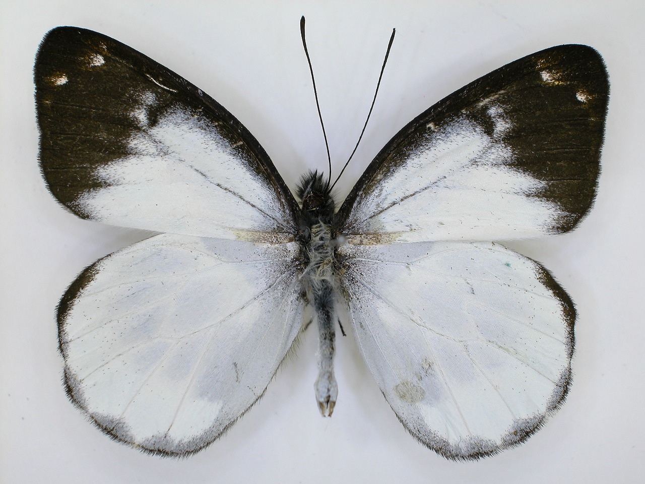 https://www.hitohaku.jp/material/l-material/butterfly-wing/2-pieridae/B1-270397_A.jpg