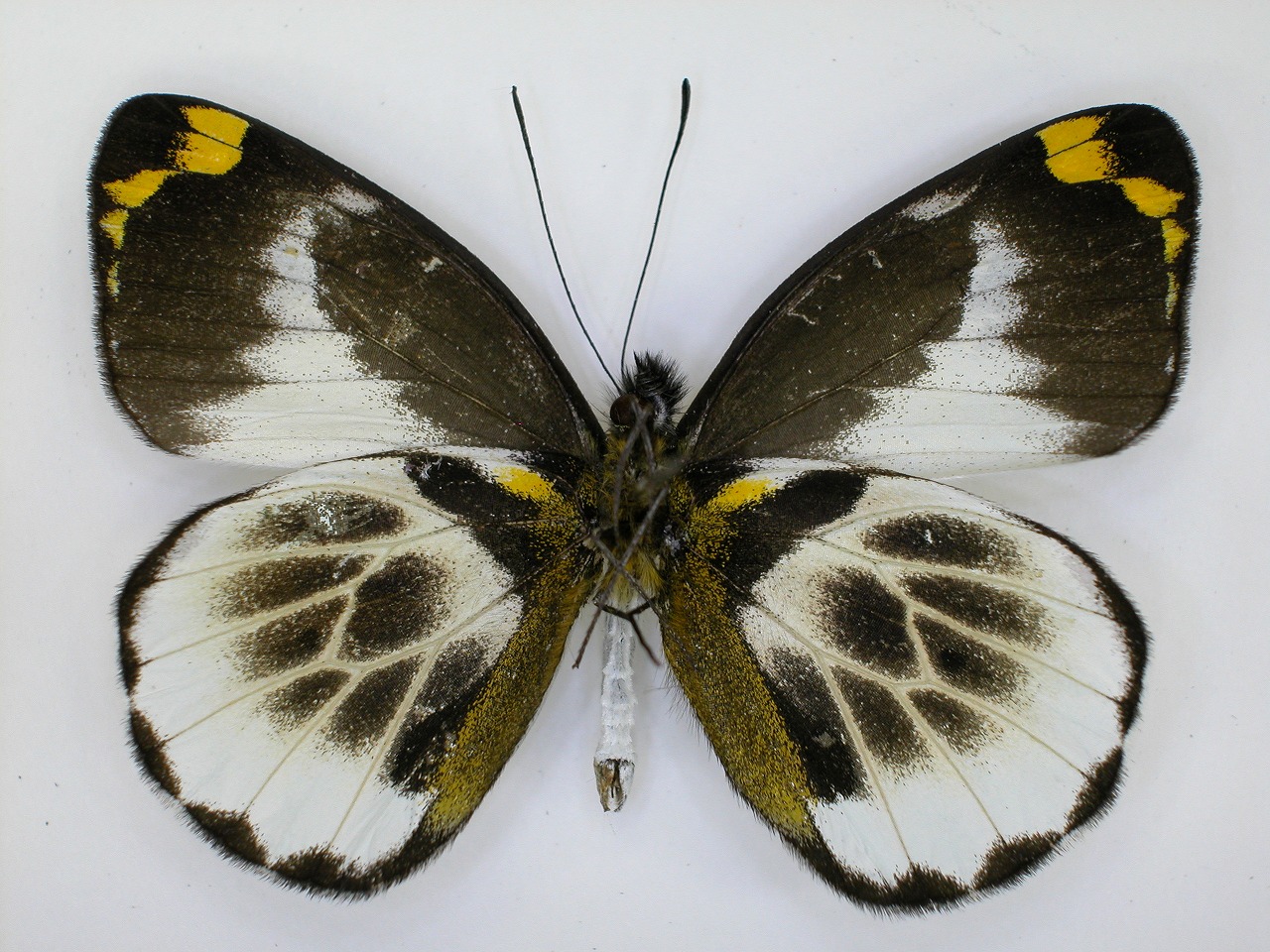 https://www.hitohaku.jp/material/l-material/butterfly-wing/2-pieridae/B1-270397_B.jpg