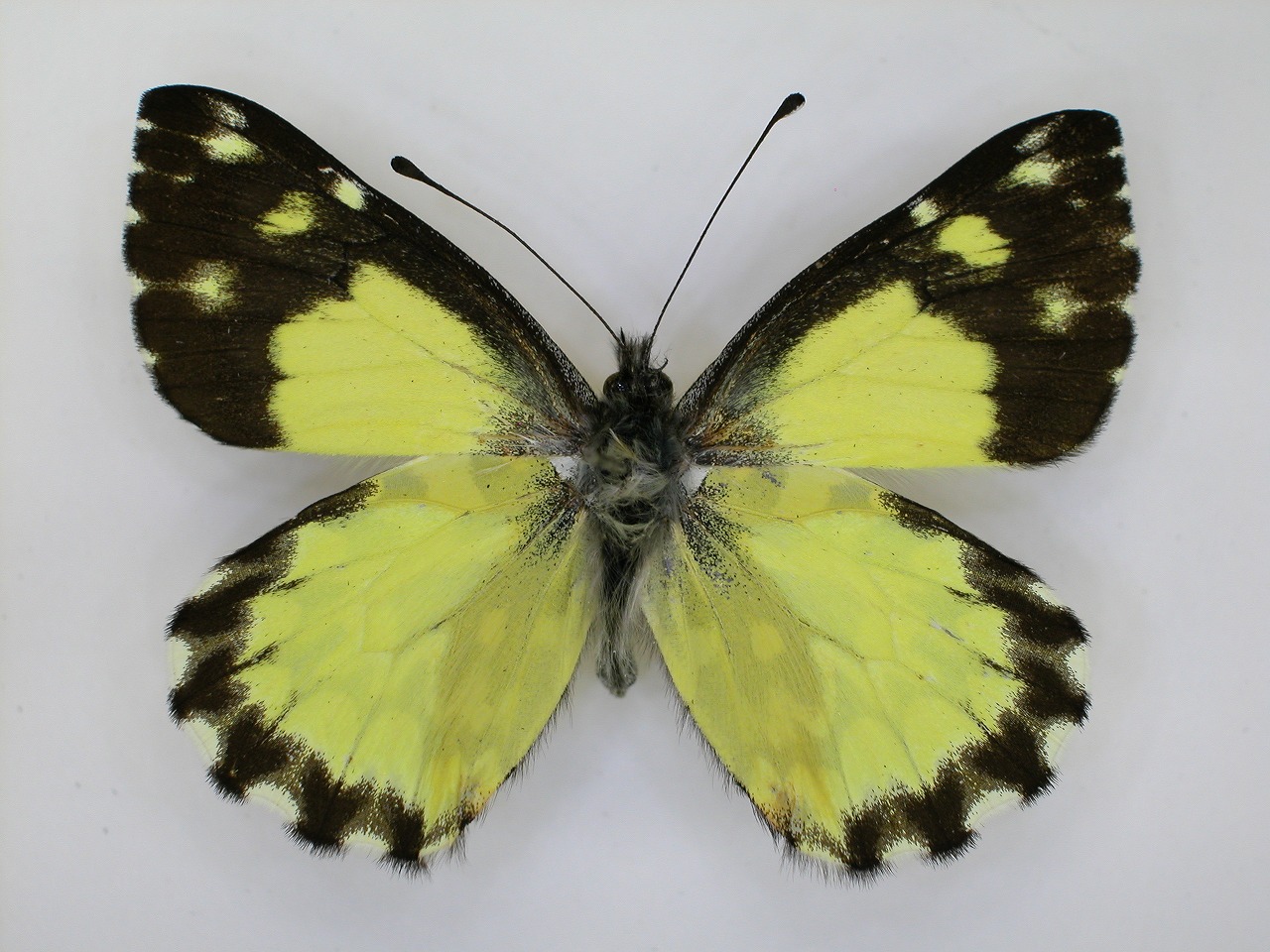 https://www.hitohaku.jp/material/l-material/butterfly-wing/2-pieridae/B1-270398_A.jpg