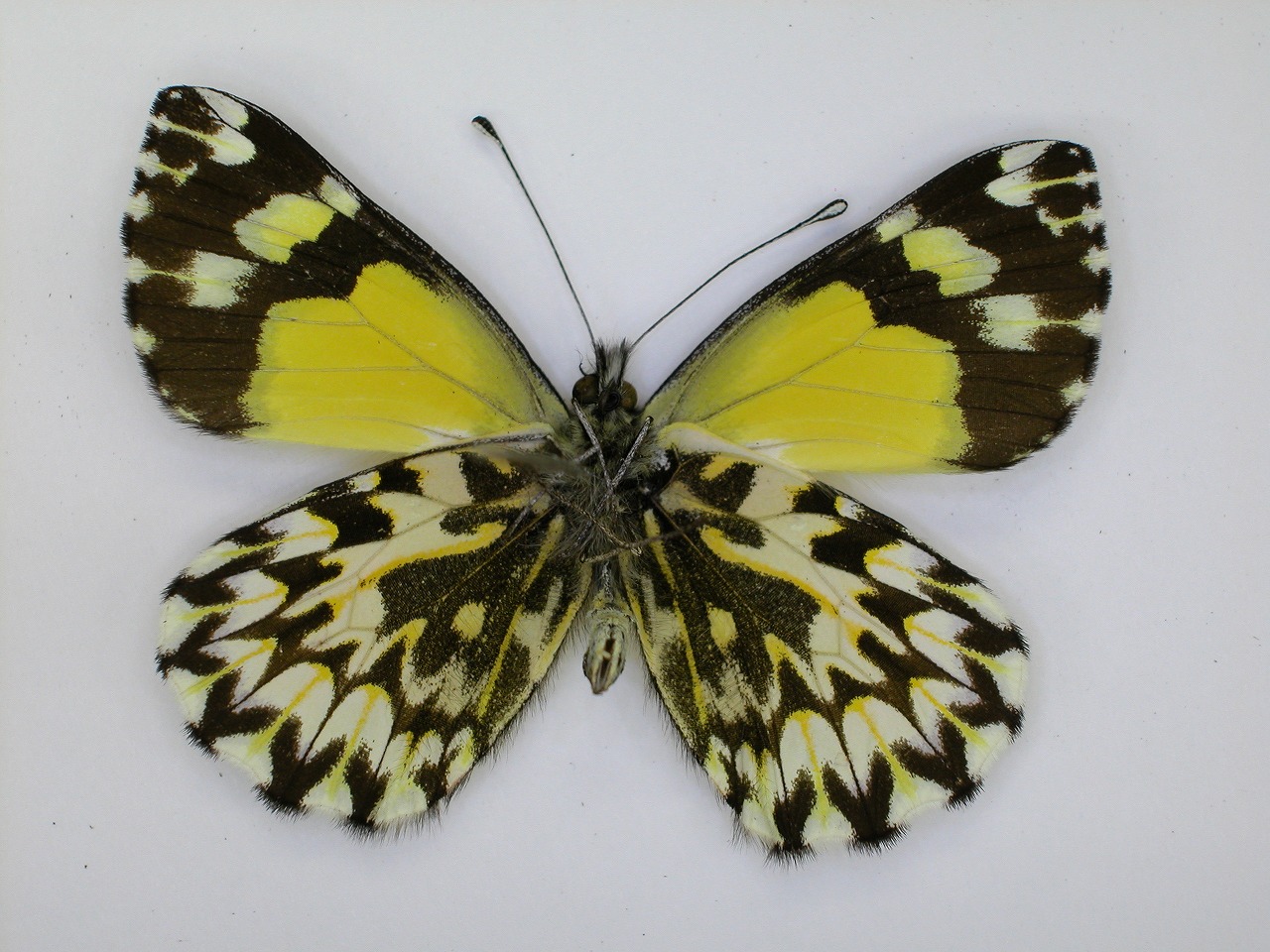 https://www.hitohaku.jp/material/l-material/butterfly-wing/2-pieridae/B1-270398_B.jpg