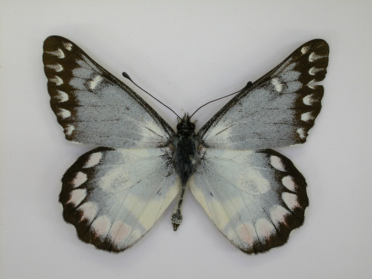 https://www.hitohaku.jp/material/l-material/butterfly-wing/2-pieridae/B1-270421_A.jpg