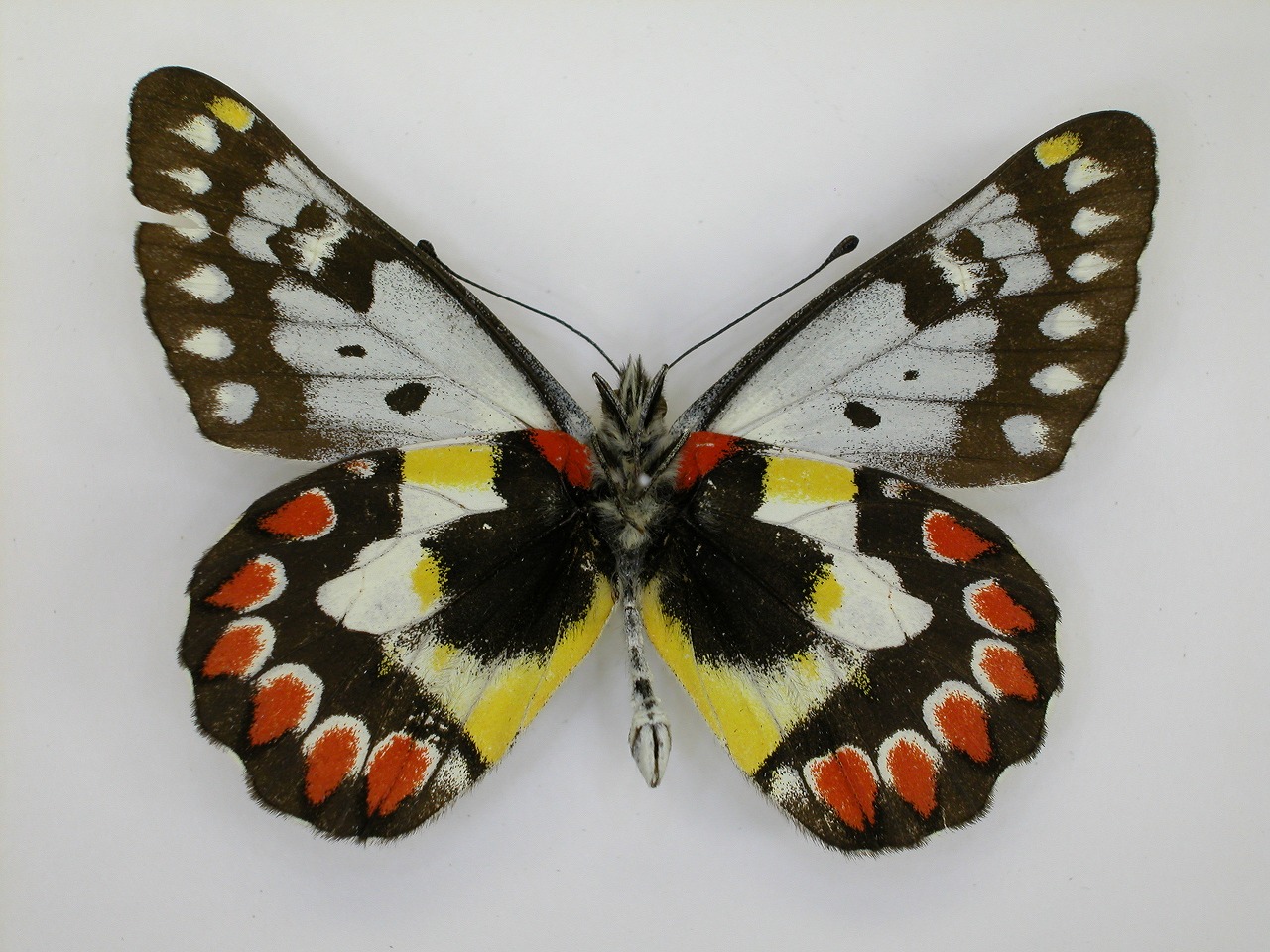 https://www.hitohaku.jp/material/l-material/butterfly-wing/2-pieridae/B1-270421_B.jpg