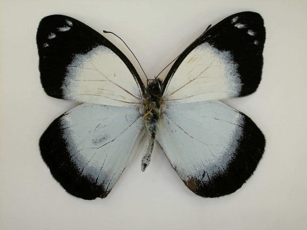 https://www.hitohaku.jp/material/l-material/butterfly-wing/2-pieridae/B1-270443_A.jpg