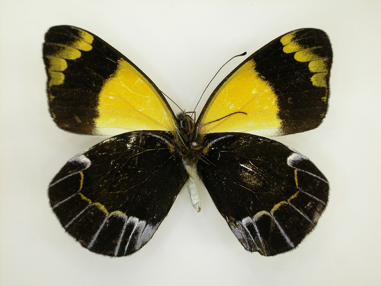 https://www.hitohaku.jp/material/l-material/butterfly-wing/2-pieridae/B1-270443_B.jpg