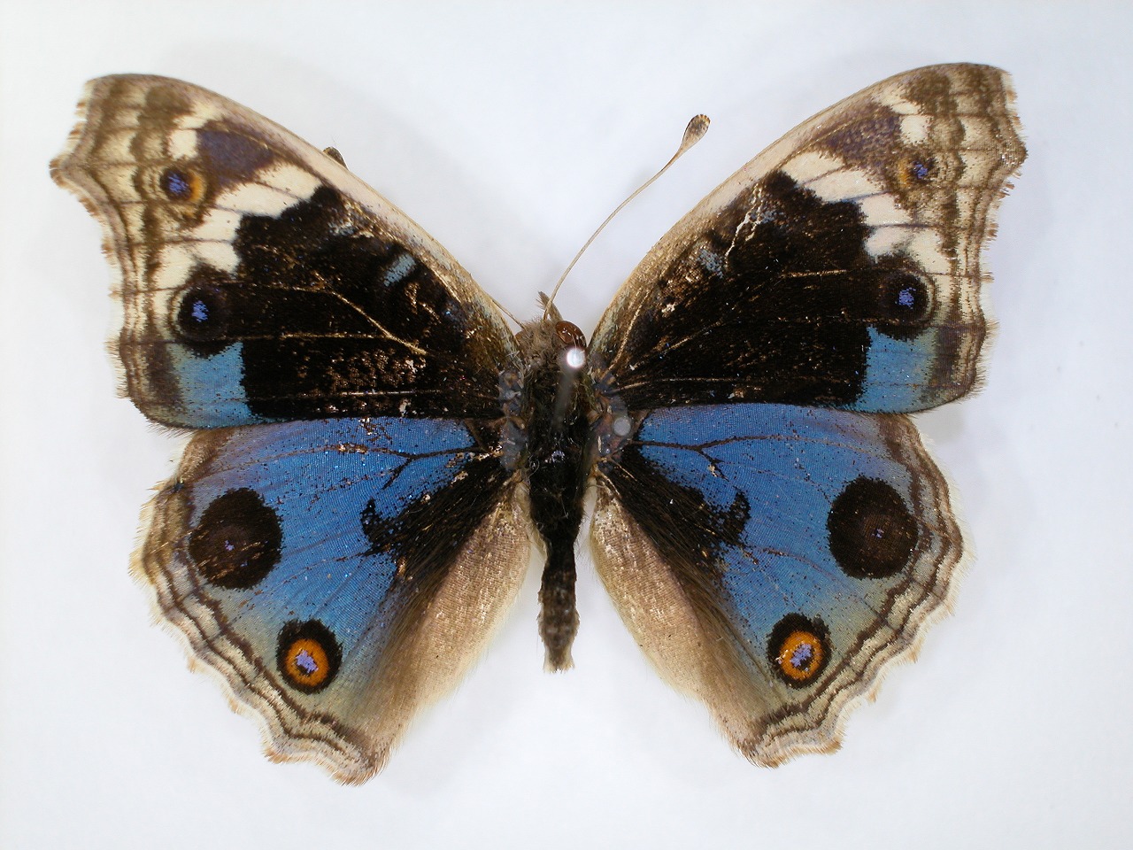 https://www.hitohaku.jp/material/l-material/butterfly-wing/3-nymphalidae/B1-270851_A.jpg