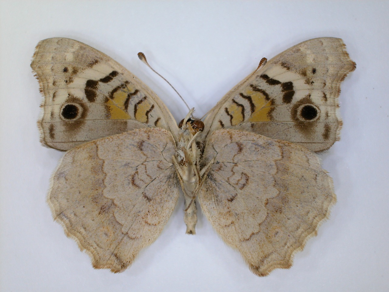 https://www.hitohaku.jp/material/l-material/butterfly-wing/3-nymphalidae/B1-270851_B.jpg