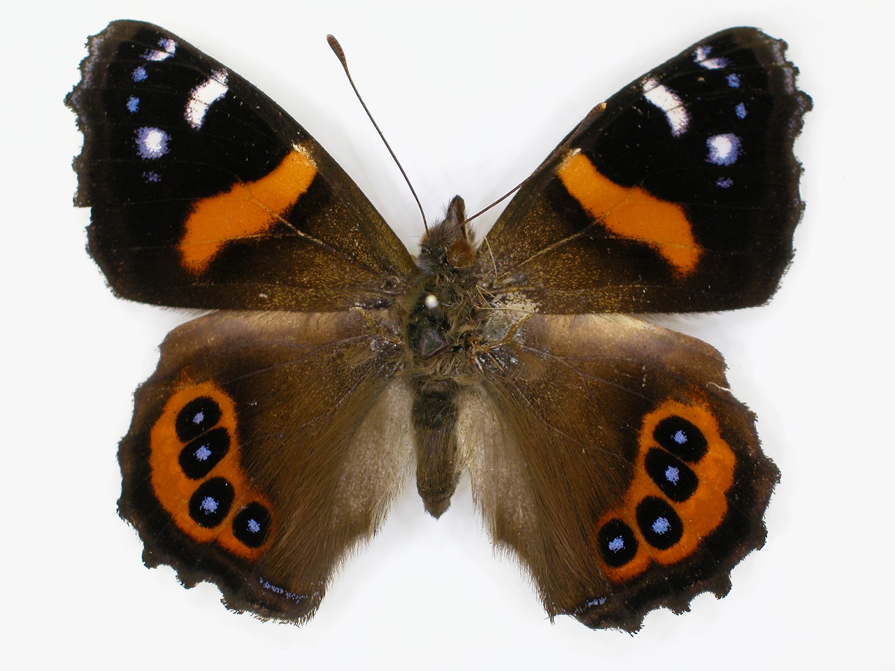 https://www.hitohaku.jp/material/l-material/butterfly-wing/3-nymphalidae/B1-270868_A.jpg
